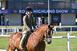 551 HOYS SHP 143cm
