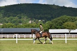 CLH209 Amateur Riders Cobs