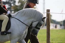 CH103 M&M Mini Pony Championship