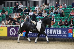 Coloured Native Horse of the Year