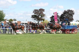 H281 Heavy Horse Team Turnouts