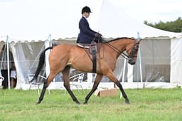 Side Saddle Championships