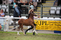 65 Colt Foal