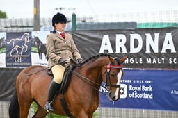 RoR Ridden Show Horse