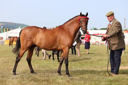 Z69_0258 2026