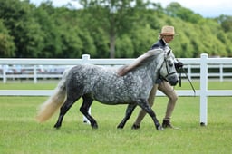 Z41_0558 2026