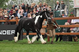 21 Coloured Native Youngstock