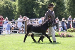 591 Stallion or Gelding