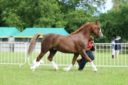 H64 Welsh B Stallion