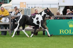 S28_8221 2026