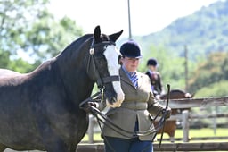 H243 SFAS Amateur In Hand Horse