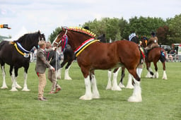 E36_2051 2026
