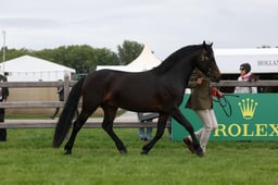 W29_0737 2026