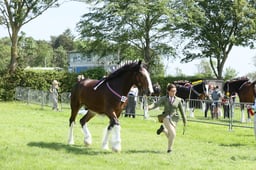 Shire Young Handler