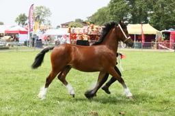 E34_2167 2026