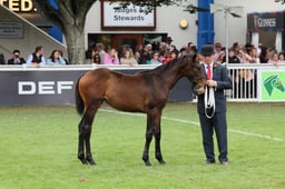 36-31 Champion Hunter Broodmare