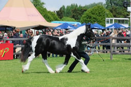 S28_8486 2026