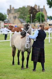 425 Yearling Filly