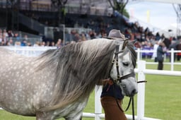 418 Gelding 7ysr & Over