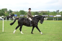 07 HOYS Lightweight Cob