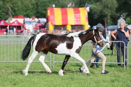C34_0554 2026