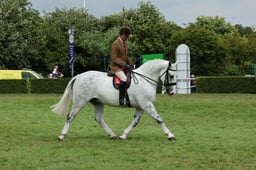 Ridden Cob Championship