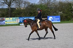 63 Novice Show Pony not exc 148cms