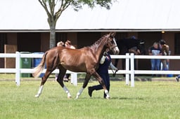 H129 In Hand Sport Horse yearling