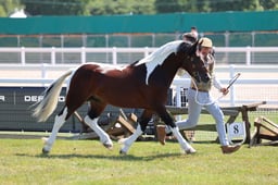Z68_0302 2026