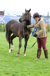 506 PB Welsh Yearling Colt