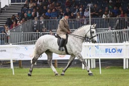463 HOYS Heavyweight Hunter