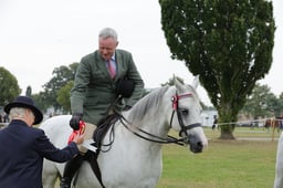 115D  Purebred Arab Championship