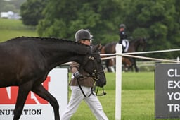 Class 3B Yearling Filly