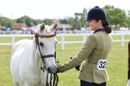 H242 SFAS Amateur Veteran In Hand