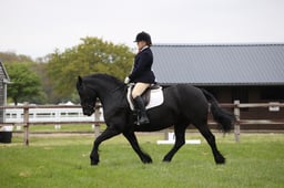 Dressage