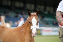 66 Filly Foal