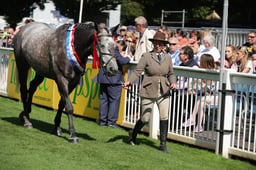 Irish Horse Demonstration