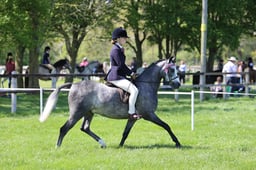 92 Novice Show Pony 133cm