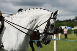 E36_0651 2026