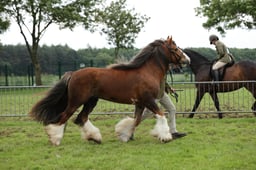 133-132 Gypsy Cob In Hand Championship