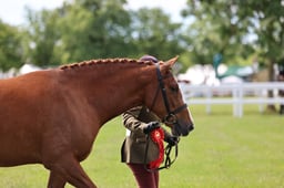 H122-119 ID IN HAND CHAMPIONSHIP