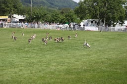 Parade Of Hounds