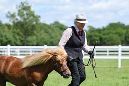 H35 Miniature Shetland Mare