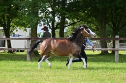 H59 Welsh A Barren Mare or Gelding