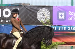 582 HOYS Ridden Dartmoor