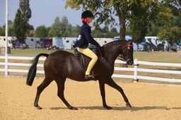 105B Show Pony 138cm