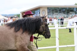 423 Three Year Old Filly