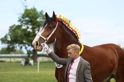 06 Shire Barren Mare