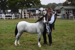 F498 M&M IH Yearling Small