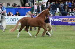 M45_3234 2026